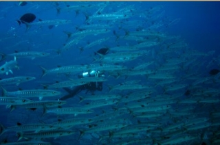  Nadar entre peces